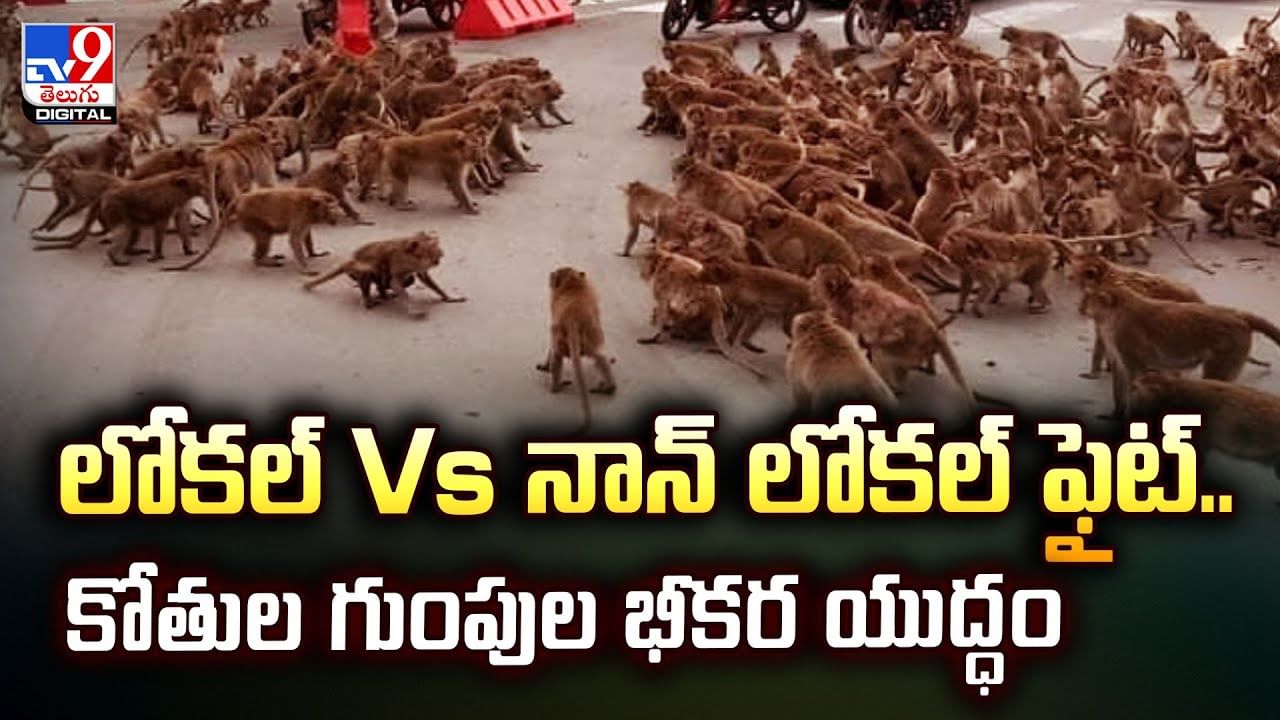 లోకల్​ Vs నాన్​ లోకల్ ఫైట్..కోతుల గుంపుల భీకర యుద్ధం వీడియో