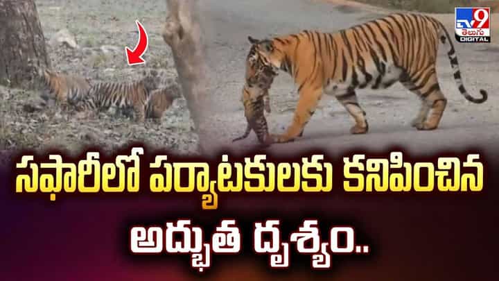 పర్యాటకులకు కనిపించిన అద్భుతం.. పులి ఏం చేసిందంటే? పర్యాటకులకు కనిపించిన అద్భుతం.. పులి ఏం చేసిందంటే?