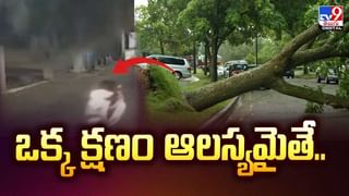 పర్యాటకులకు కనిపించిన అద్భుతం.. పులి ఏం చేసిందంటే?