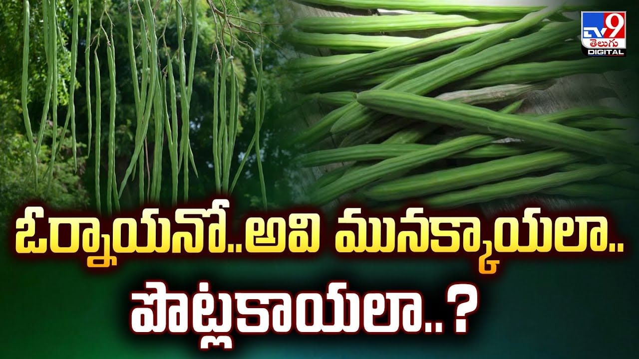 ఓర్నాయనో..అవి మునక్కాయలా..పొట్లకాయలా..వీడియో