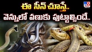 ఓర్నాయనో..అవి మునక్కాయలా..పొట్లకాయలా..వీడియో