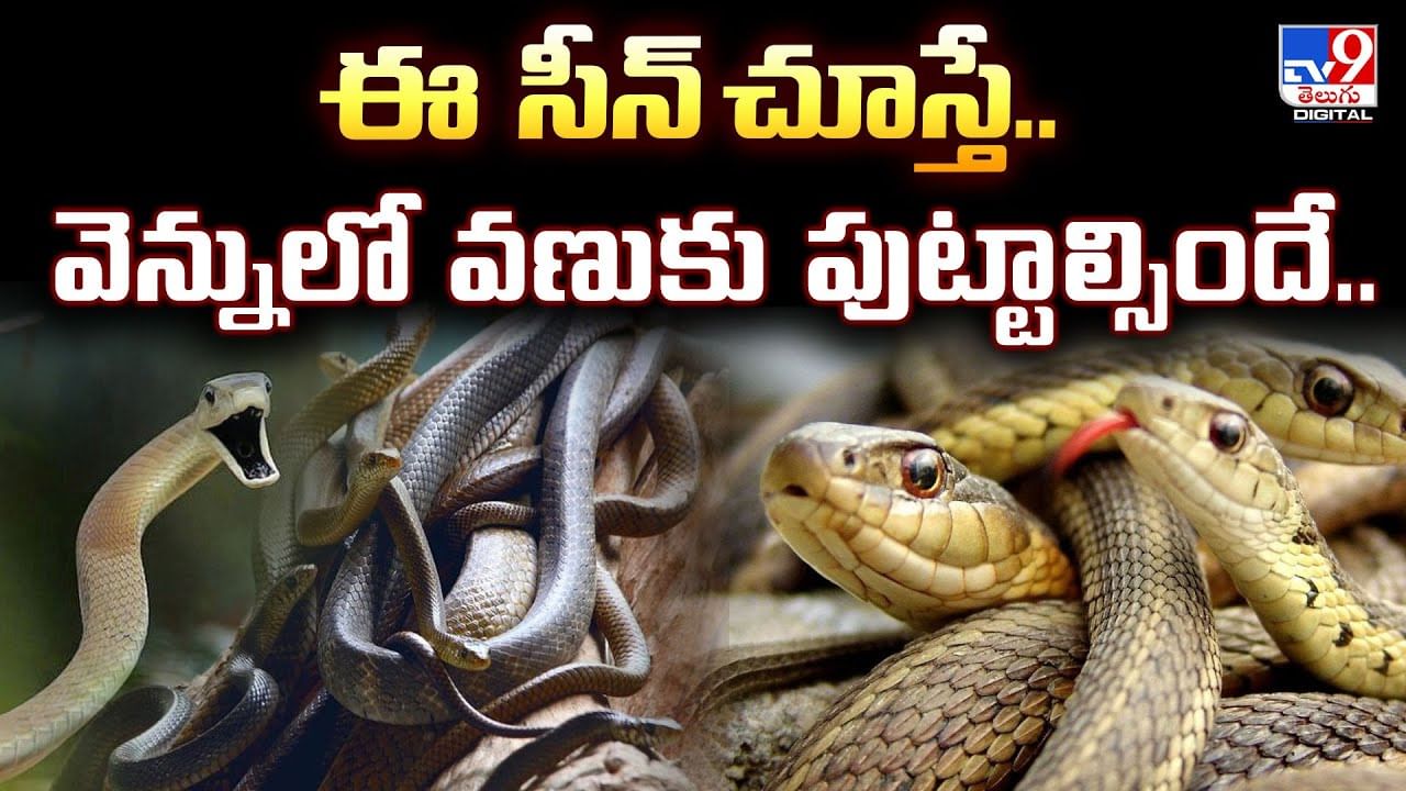 ఈ సీన్‌ చూస్తే..వెన్నులో వణుకు పుట్టాల్సిందే.. వీడియో!