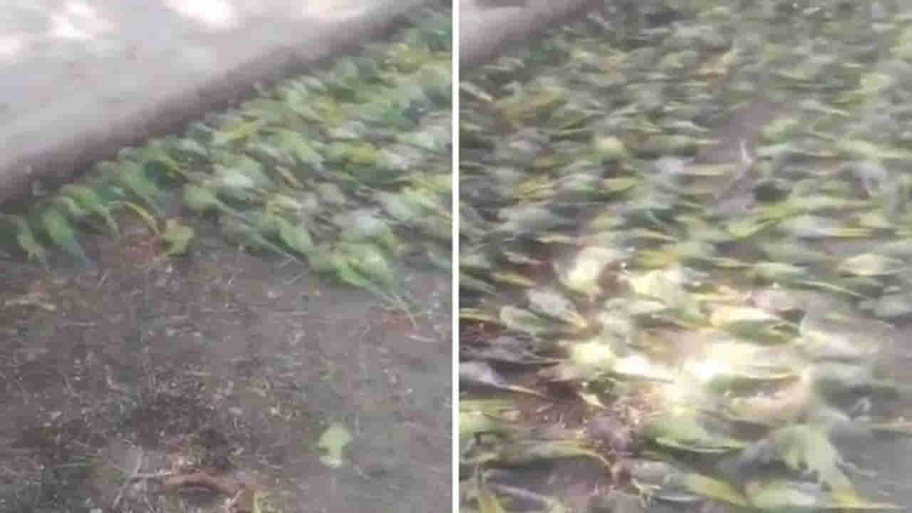 Watch: రామ చిలుకల మృత్యుఘోష..! కుప్పలు తెప్పలుగా పడివున్న దృశ్యాలు వైరల్‌