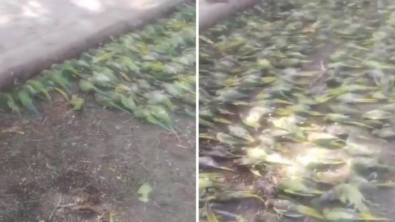 Watch: రామ చిలుకల మృత్యుఘోష..! కుప్పలు తెప్పలుగా పడివున్న దృశ్యాలు వైరల్‌