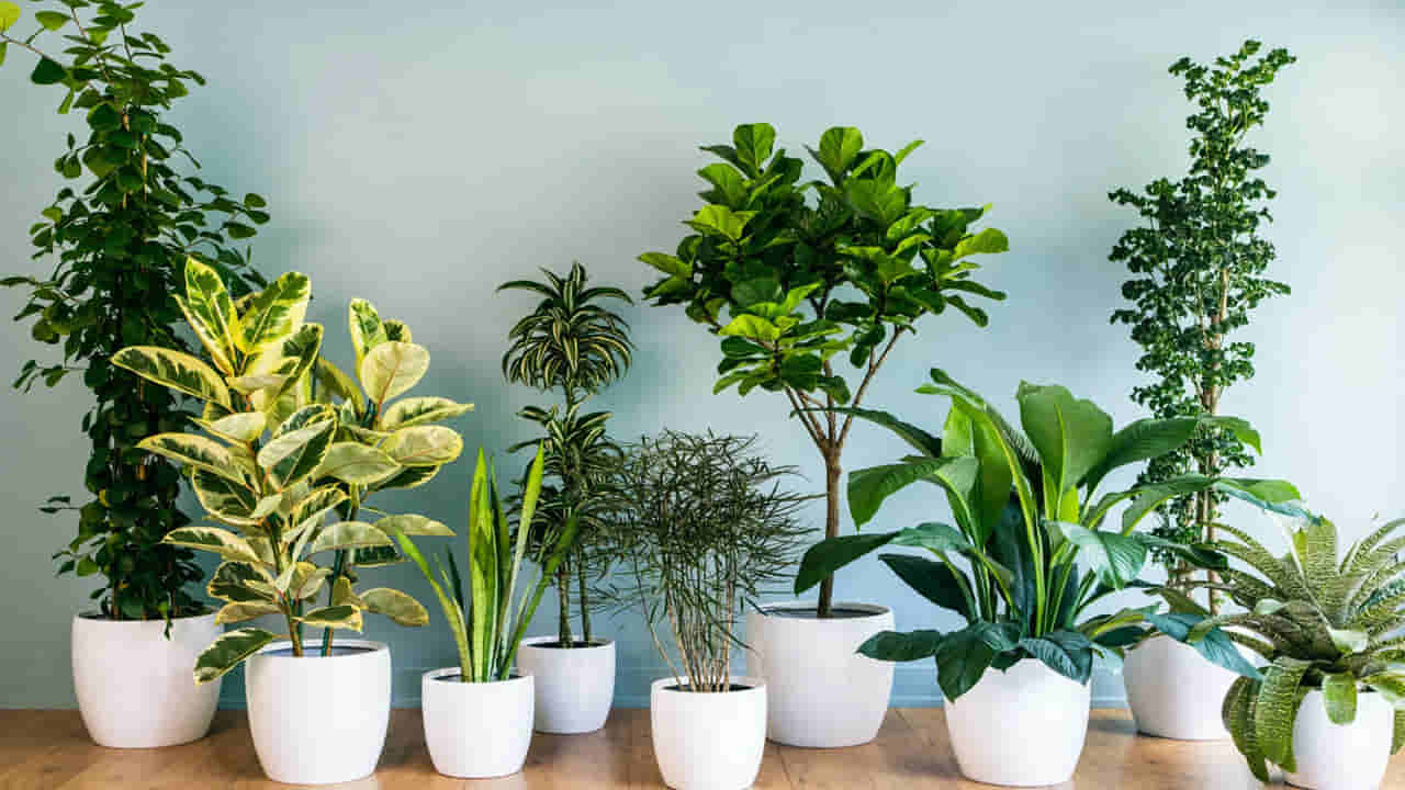 Indoor Plants: ఎయిర్ ప్యూరిఫై మొక్కలు ఇవే.. ఇంట్లో వీటిని పెంచుకుంటే అందంతో పాటు స్వచ్చమైన గాలి మీ సొంతం..