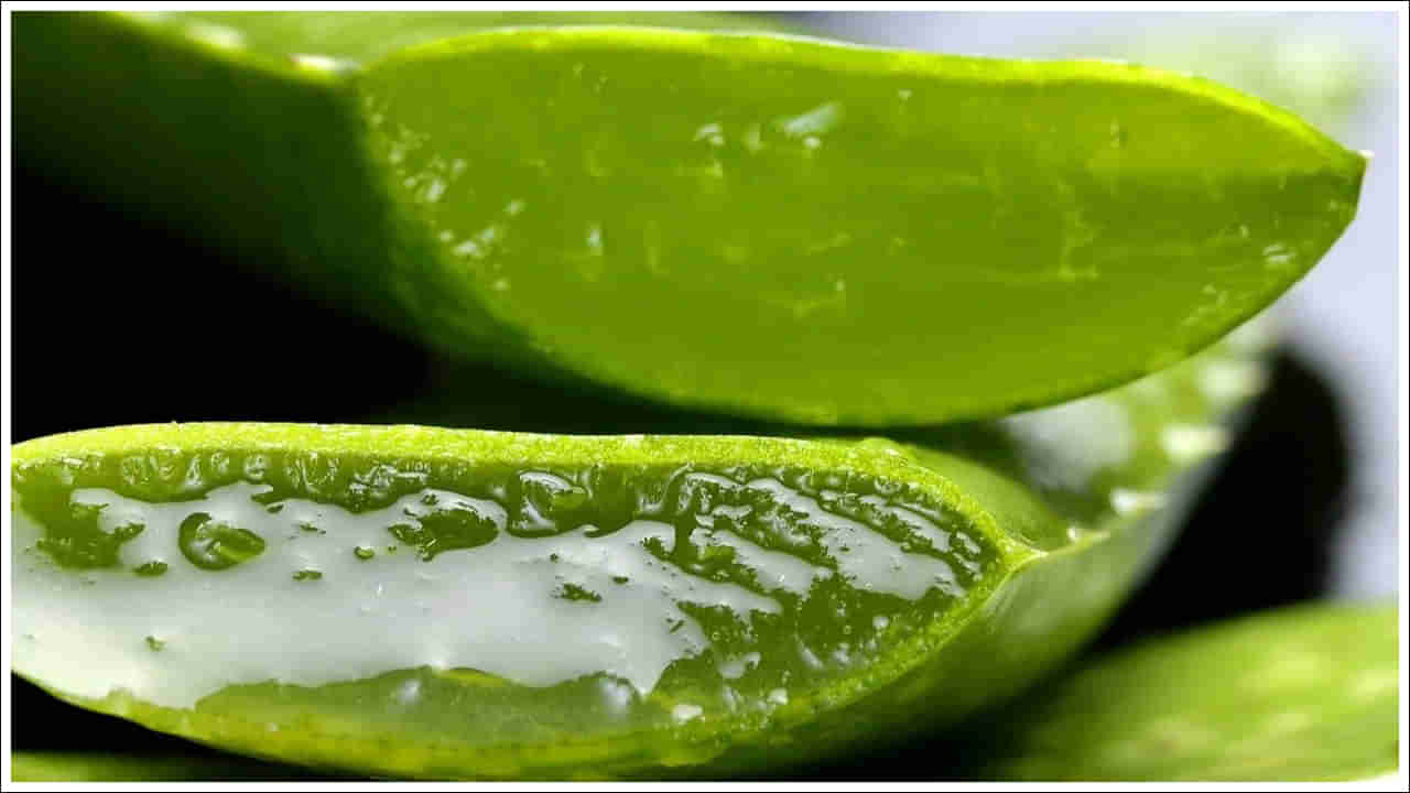 Aloe Vera: జస్ట్ కలబందేగా అనుకునేరు.. ఇది వేసవిలో ఓ వరం లాంటిది.. అమేజింగ్ బెనిఫిట్స్..