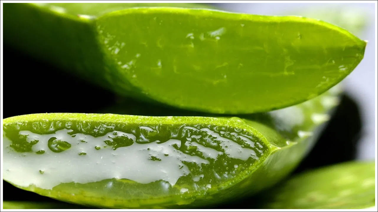 Aloe Vera: జస్ట్ కలబందేగా అనుకునేరు.. ఇది వేసవిలో ఓ వరం లాంటిది.. అమేజింగ్ బెనిఫిట్స్..