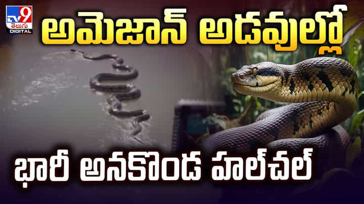 అమెజాన్ అడవుల్లో భారీ అనకొండ హల్చల్ అమెజాన్ అడవుల్లో భారీ అనకొండ హల్చల్