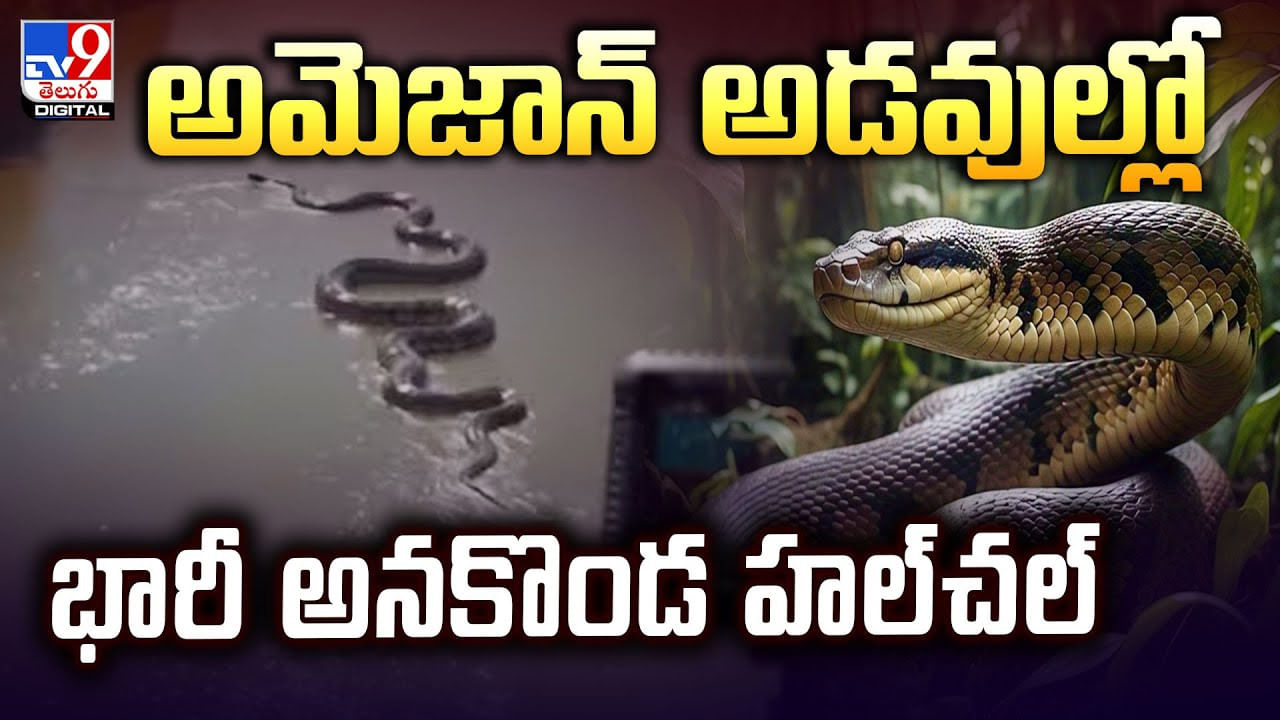 అమెజాన్‌ అడవుల్లో భారీ అనకొండ హల్‌చల్‌