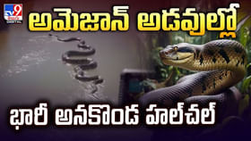 అమెజాన్ అడవుల్లో భారీ అనకొండ హల్చల్ అమెజాన్ అడవుల్లో భారీ అనకొండ హల్చల్