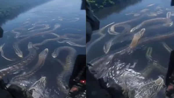 Viral Video: అయ్యబాబోయ్.. ఆ నదిలో పడ్డామా అయిపోయినట్టే..! హెలికాప్టర్ కెమెరాకు చిక్కిన దృశ్యాలు..