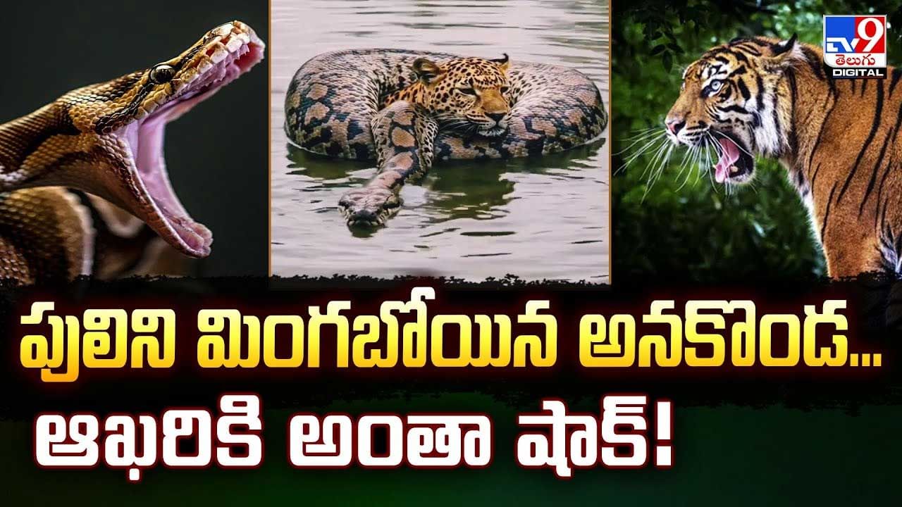పులిని మింగబోయిన అనకొండ... ఆఖరికి అంతా షాక్‌ వీడియో