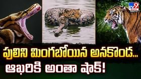 పులిని మింగబోయిన అనకొండ... ఆఖరికి అంతా షాక్ వీడియో పులిని మింగబోయిన అనకొండ... ఆఖరికి అంతా షాక్ వీడియో