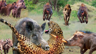 Viral Video: కస్టడీలో చుక్కలు చూపిస్తున్న గుర్రం… గుర్రాన్ని వదిలి స్మగ్లర్‌ పరారీ!