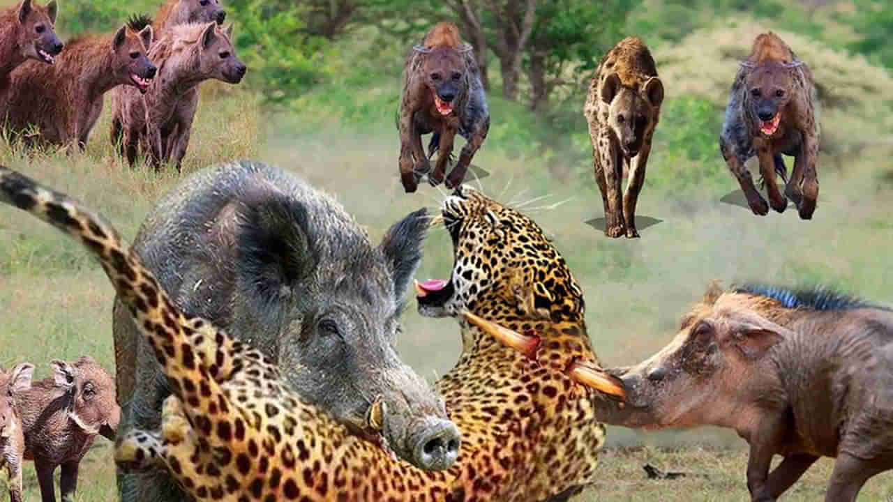 Viral Video: రౌండప్ చేసిన అడవి పందులు.. ఈ చిరుత చేసిన పని ఏంటో తెలిస్తే నివ్వెరపోతారు