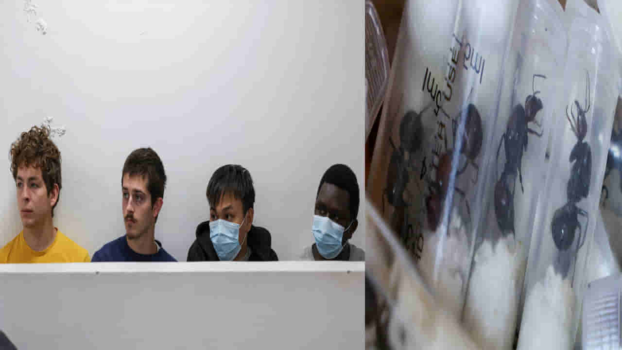 Ant smuggling in Kenya: చీమలను స్మగ్లింగ్ చేస్తున్న గ్యాంగ్ అరెస్ట్.. మార్కెట్ లో రాణి చీమల విలువ తెలిస్తే షాక్