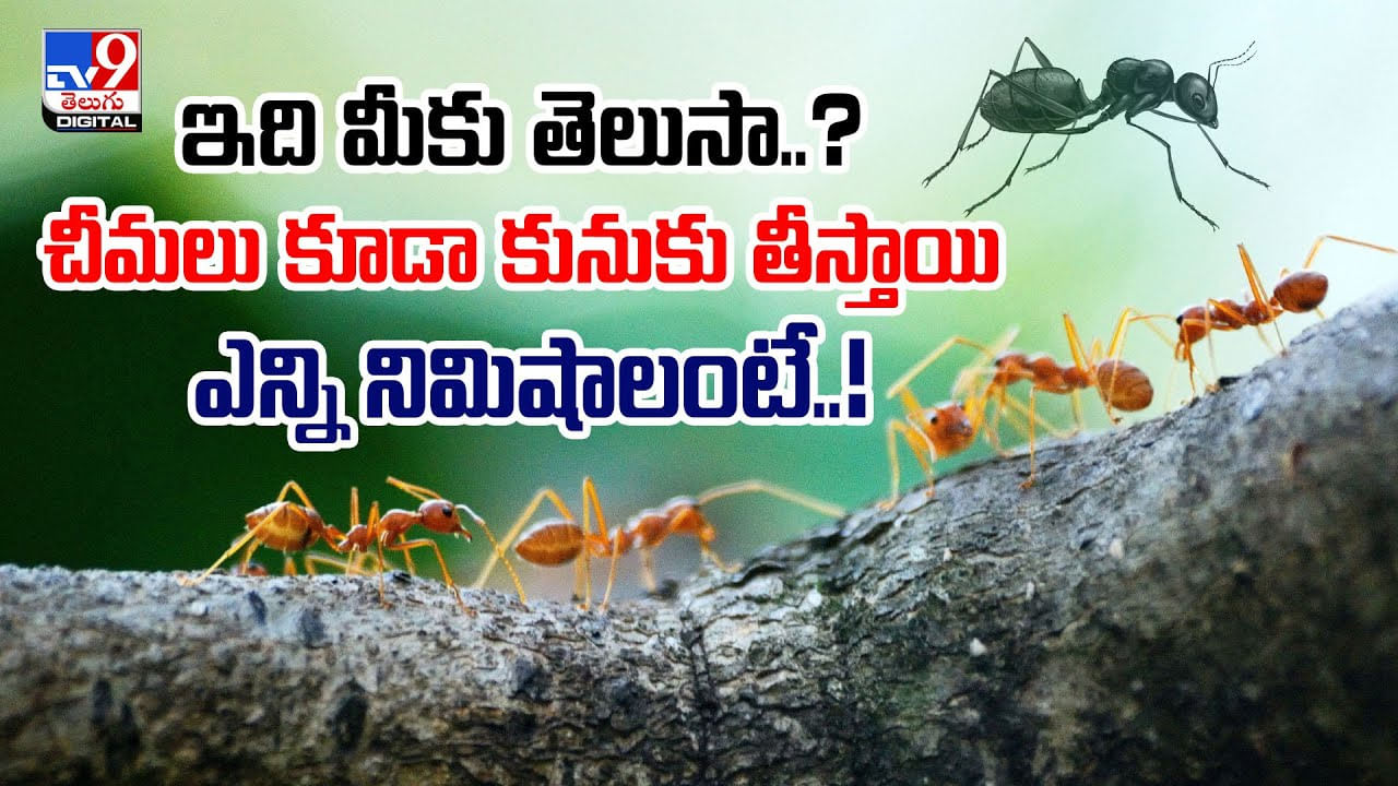 ఇది మీకు తెలుసా..? చీమలు కూడా కునుకు తీస్తాయి వీడియో