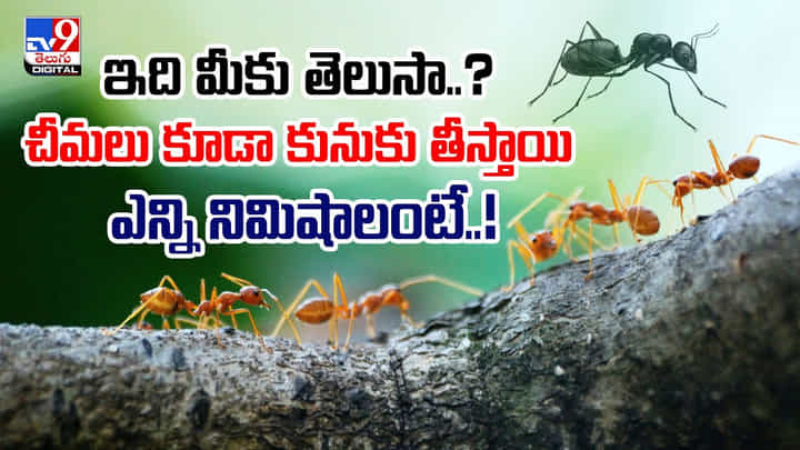 ఇది మీకు తెలుసా..? చీమలు కూడా కునుకు తీస్తాయి వీడియో ఇది మీకు తెలుసా..? చీమలు కూడా కునుకు తీస్తాయి వీడియో