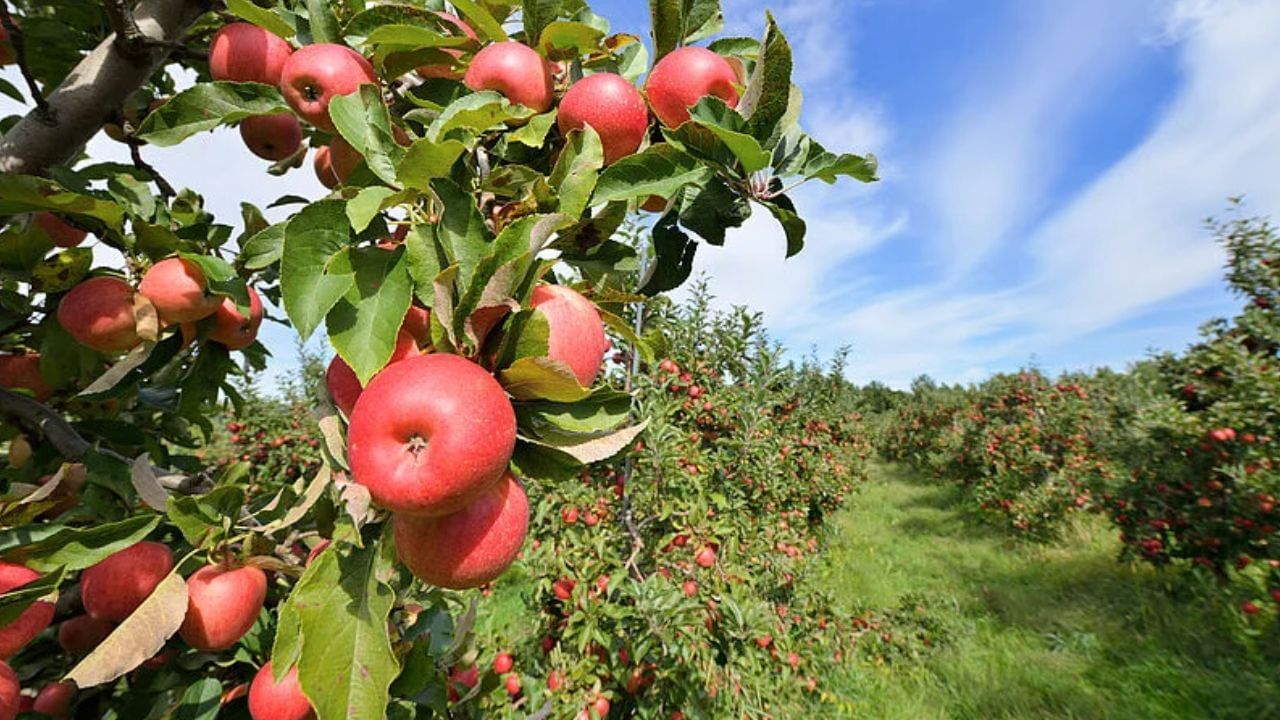 Apple Health Benefits