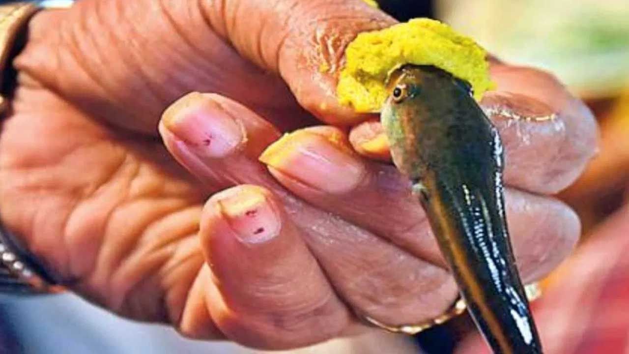 అయితే చాలా మంది ఎన్నోరకాల మందులు వాడుతున్నప్పటికీ ఆస్తమా మాత్రం పూర్తిగా తగ్గలేదు అని వాపోతుంటారు.అనేక రకాల మందులు అందుబాటులో ఉన్నప్పటికీ చాలా మంది చేప వైద్యంపై ఎక్కువ ఆసక్తి చూపిస్తుంటారు.ఎందుకంటే చాలా మంది ఆస్తమాను చేపల మందు తగ్గిస్తుందని నమ్ముతుంటారు. ఒక సారి కాకుండా రెడు లేదా మూడు సార్లు చేమ మందు తీసుకోవడం వలన ఆస్తమా నుంచి ఉపశమనం కలుగుతుదని చెబుతుంటారు.