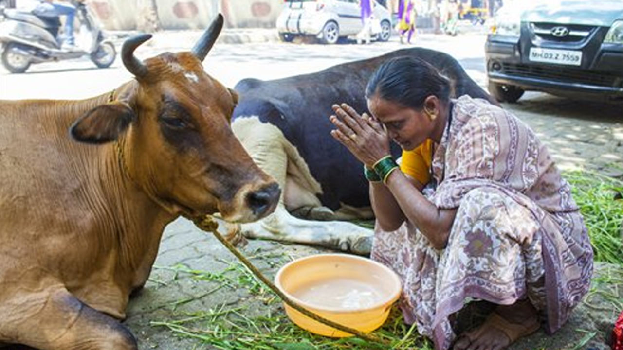 Astro Tips for Cow: ఆవుకి రోజూ ఆహారం అందించడం వలన కలిగే ఆధ్యాత్మిక, శాస్త్రీయ ప్రయోజనాలు ఏమిటో తెలుసా..