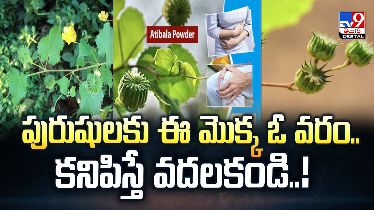 పురుషులకు ఈ మొక్క ఓ వరం.. కనిపిస్తే వదలకండి..!