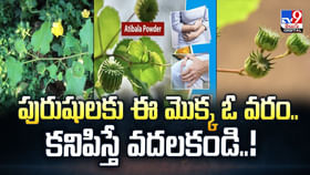 పురుషులకు ఈ మొక్క ఓ వరం.. కనిపిస్తే వదలకండి..! పురుషులకు ఈ మొక్క ఓ వరం.. కనిపిస్తే వదలకండి..!