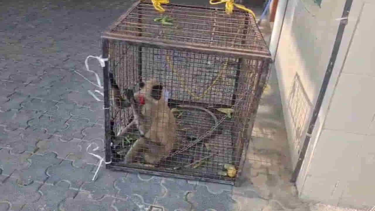 Telangana: ఆ ఆస్పత్రికి కొండముచ్చే సెక్యూరిటీ గార్డ్..