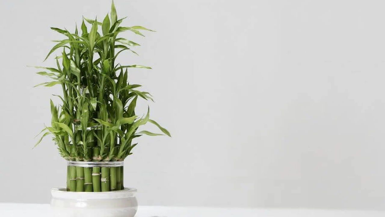 వెదురు మొక్క: ఈ మొక్క పవిత్రమైనదిగా భావిస్తారు. వాస్తు ప్రకారం ఇది ఇంటికి అదృష్టాన్ని తెస్తుంది. వెదురు మొక్క ఇంటికి ఆనందం, అదృష్టం, కీర్తి, ప్రశాంతత, డబ్బును తెస్తుంది. దీనిని బహుమతిగా ఇవ్వొచ్చు. దీనితో ఇల్లు, ఆఫీస్ డెస్క్‌ని అందంగా చేయవచ్చు. ఈ మొక్క ఉన్న చోట సంపద, సౌఖ్యం ఉంటుందని శాస్త్రం వివరిస్తోంది. చాలా మంది వారి ఇంటి ఆవరణలో పొడవైన వెదురు మొక్కలు పెంచుకుంటారు. 