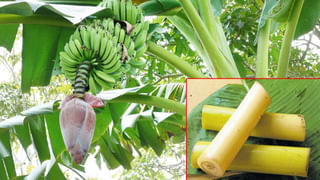 Coconut vs Sugarcane: కొబ్బరి బోండం Vs చెరకు రసం.. సమ్మర్‌లో ఏది బెస్ట్ డ్రింక్..?