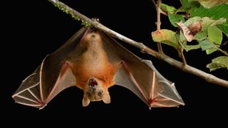 Vitamin D: మీరు శాఖహారులా.. ఎముకలు బలంగా ఉండాలంటే.. వీటిని తినే ఆహారంలో చేర్చుకోండి..