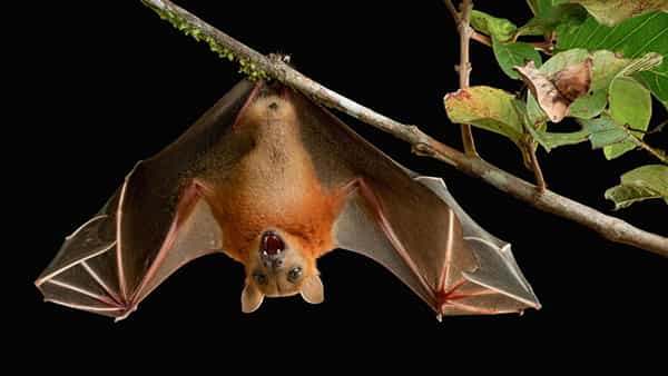Bats Facts: గబ్బిలాలు నేర్పించే జీవిత పాఠాలు.. పాటిస్తే సక్సెస్ మీ సొంతం కావడం పక్కా..!