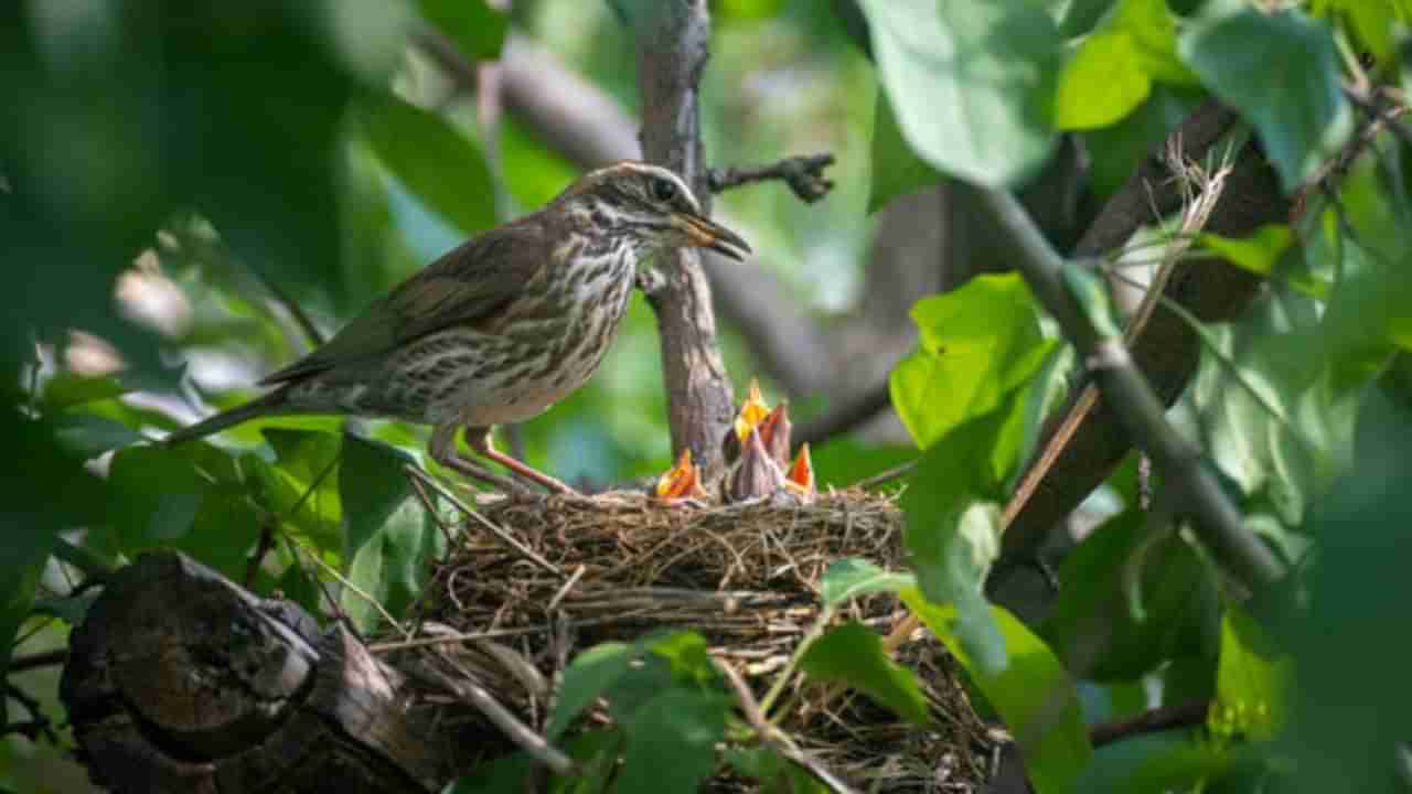 పక్షి గూడు కడితే ఇంట్లో శుభమా.. అశుభమా..? ఆసక్తికర విషయాలు మీకోసం..!
