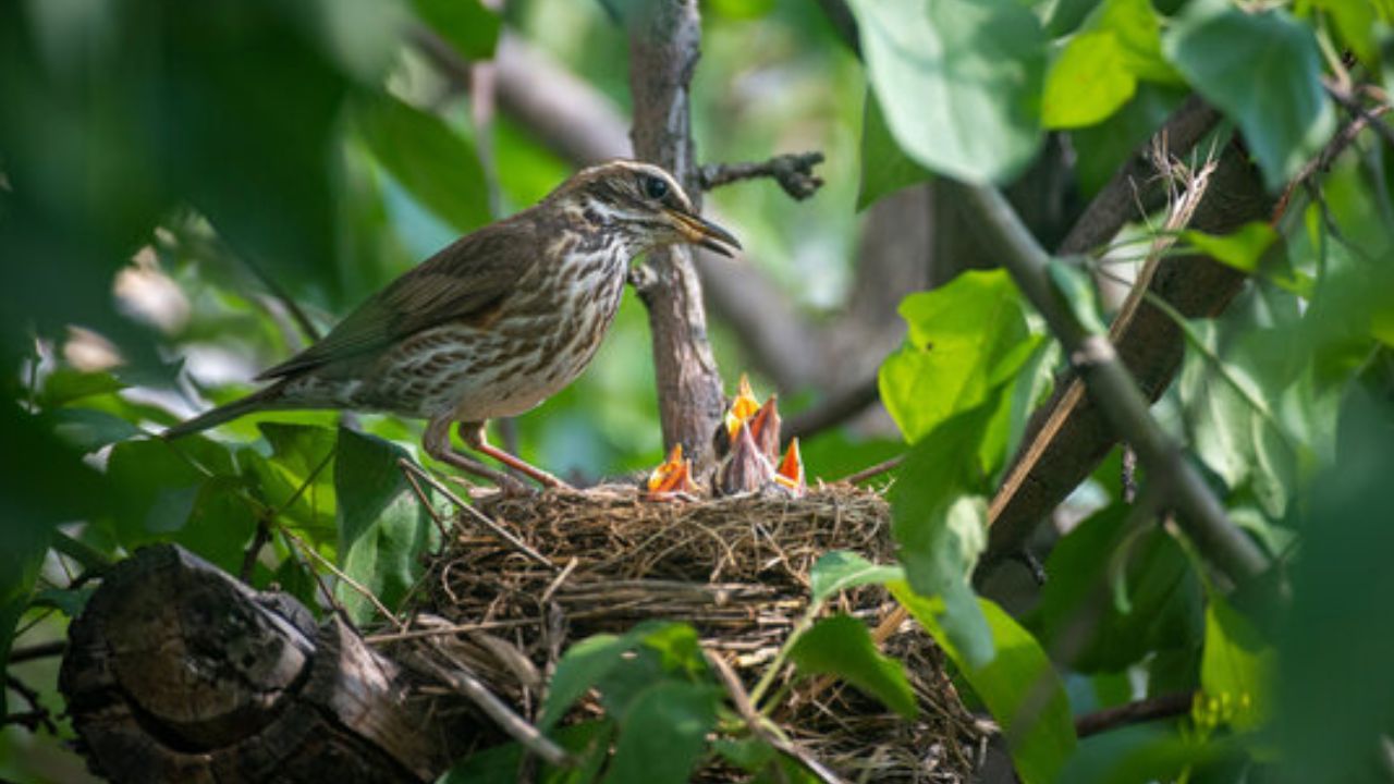 పక్షి గూడు కడితే ఇంట్లో శుభమా.. అశుభమా..? ఆసక్తికర విషయాలు మీకోసం..!