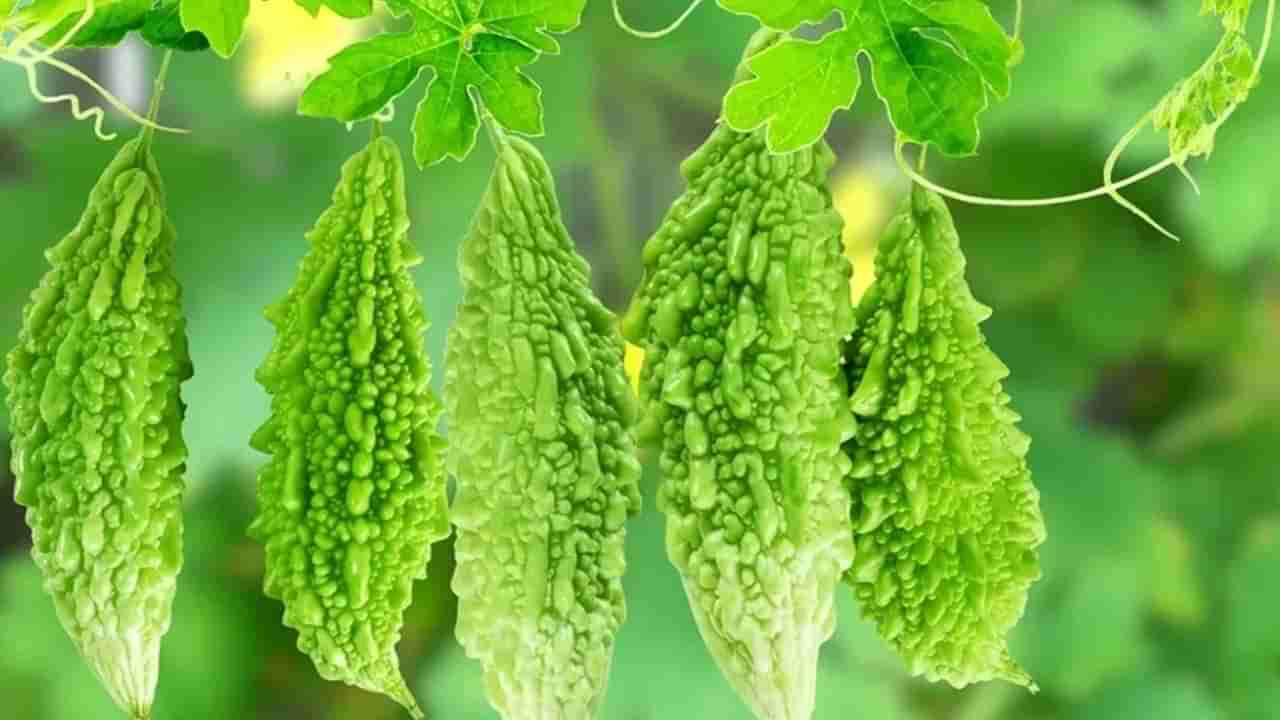 Bitter Gourd Health Benefits: కొంచెం చేదుగున్నా రోజు తాగితే ఎన్ని ఆరోగ్య ప్రయోజనాలో తెలుసా..?