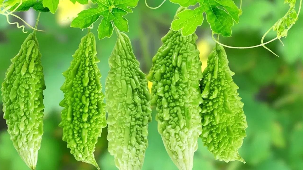 Bitter Gourd Health Benefits: కొంచెం చేదుగున్నా రోజు తాగితే ఎన్ని ఆరోగ్య ప్రయోజనాలో తెలుసా..?