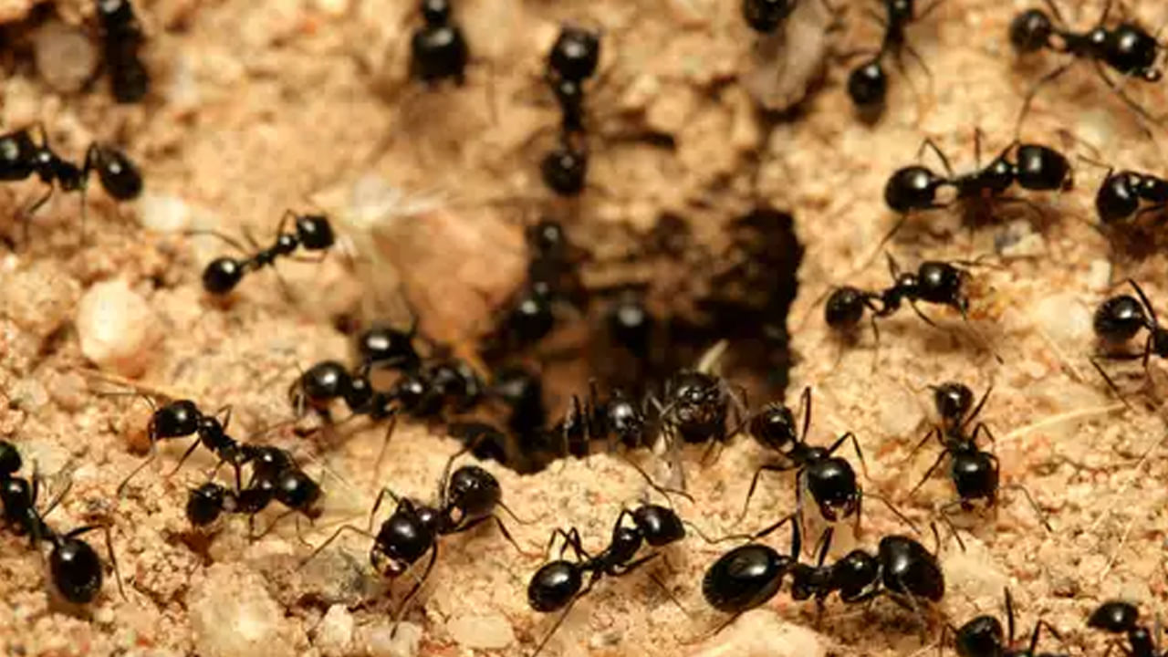 Black Ants: ఇంట్లో నల్ల చీమలు పుట్ట పెడితే ఏం జరుగుతుందో మీకు తెలుసా..?