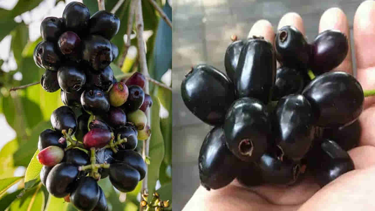 Black Jamun: నేరేడు పండ్లు తినే సమయంలో ఈ తప్పులు చేయవద్దు.. చేస్తే మీ ఆరోగ్యం షెడ్డుకే