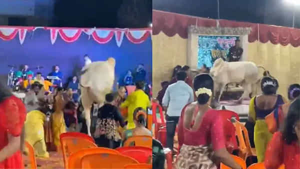 Viral Video: ఎక్కడి నుంచో వచ్చిందయ్యో.. అంతా ఆగమాగం చేసింది... ఫ్యామిలీ వేడుకలో షాకింగ్ ఘటన