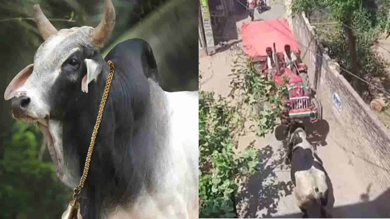 Viral Video: ఎద్దుకు చిర్రెత్తుకొస్తే ఇట్లనే ఉంటది మరి... ట్రాక్టర్ను అమాంతం ఎత్తి పడేసిందిగా...