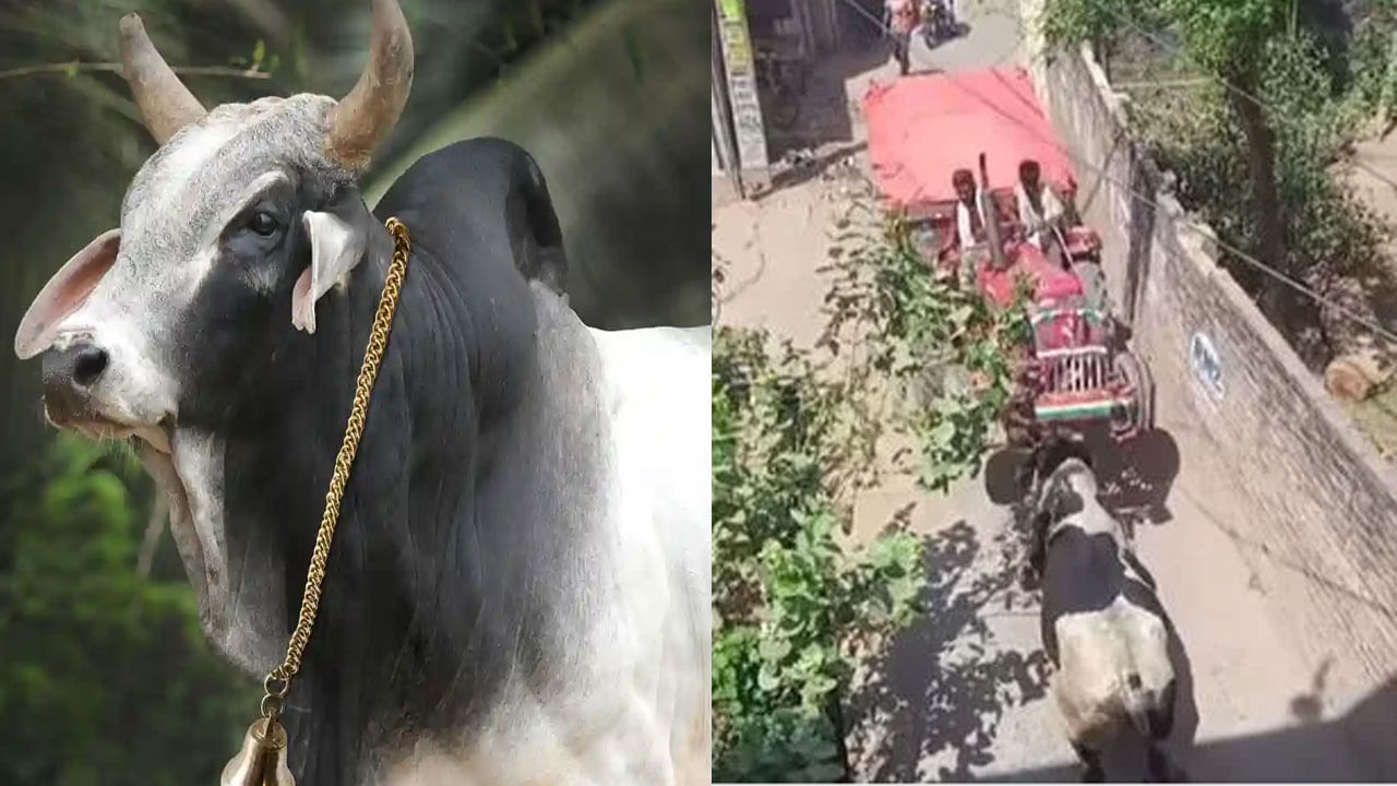 Viral Video: ఎద్దుకు చిర్రెత్తుకొస్తే ఇట్లనే ఉంటది మరి... ట్రాక్టర్ను అమాంతం ఎత్తి పడేసిందిగా...