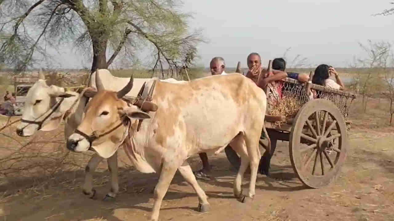 ఎడారిలో ఒంటెలు.. కేదారినాథ్లో గుర్రాలు.. మరీ అక్కడ పుష్కరాలకు వెళ్తే వాటిపైనే సవారీ..!