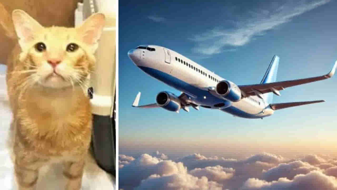 Viral News: ఢిల్లీ పిల్లితో ప్రేమలో పడ్డ విదేశీ వైద్యురాలు... పిల్లితో ఫ్లైటెక్కి నెదర్లాండ్కు జంప్