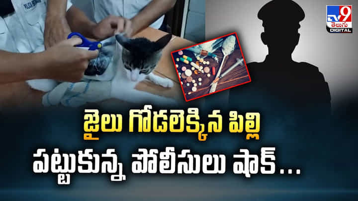 జైలు గోడలెక్కిన పిల్లి.. పట్టుకున్న పోలీసులు షాక్ జైలు గోడలెక్కిన పిల్లి.. పట్టుకున్న పోలీసులు షాక్