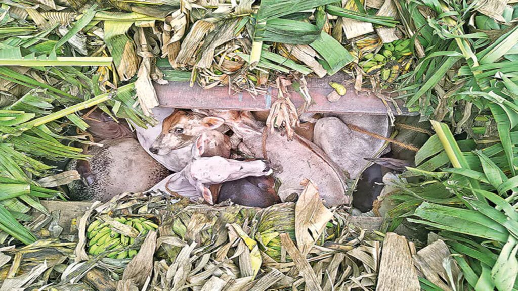 Cattle Illegally Transport