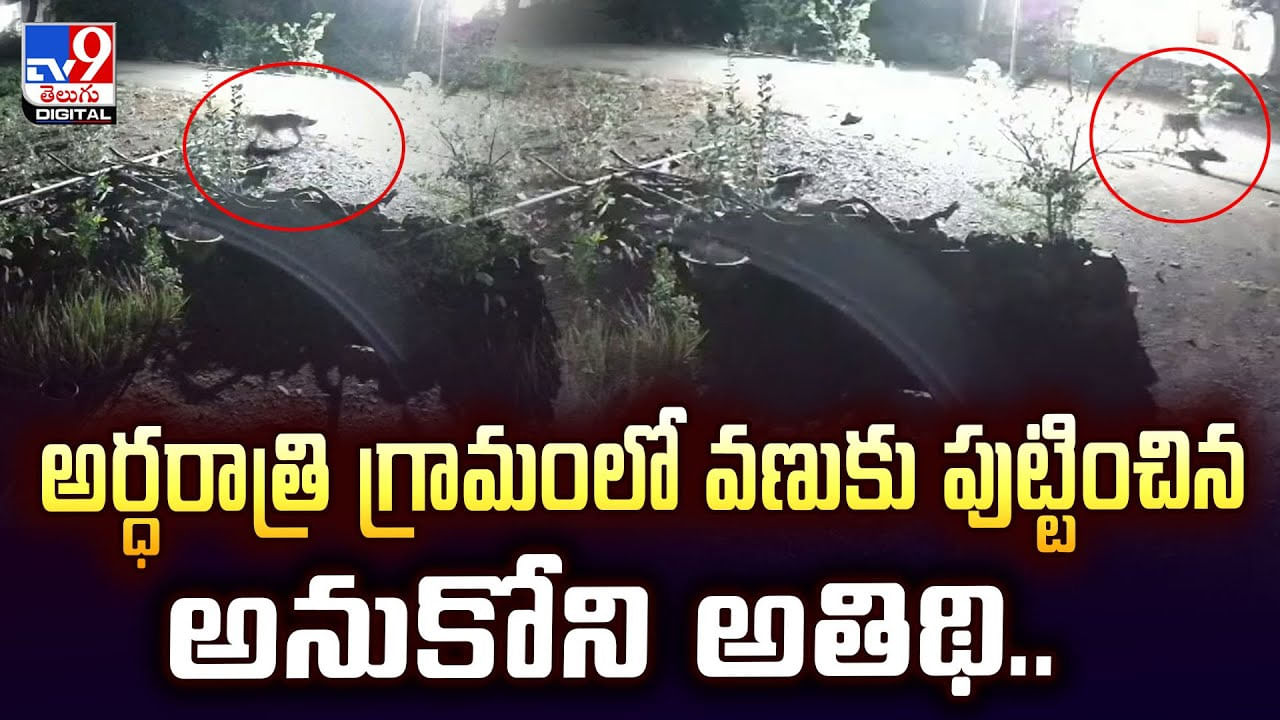 అర్ధరాత్రి గ్రామంలో వణుకు పుట్టించిన అనుకోని అతిథి