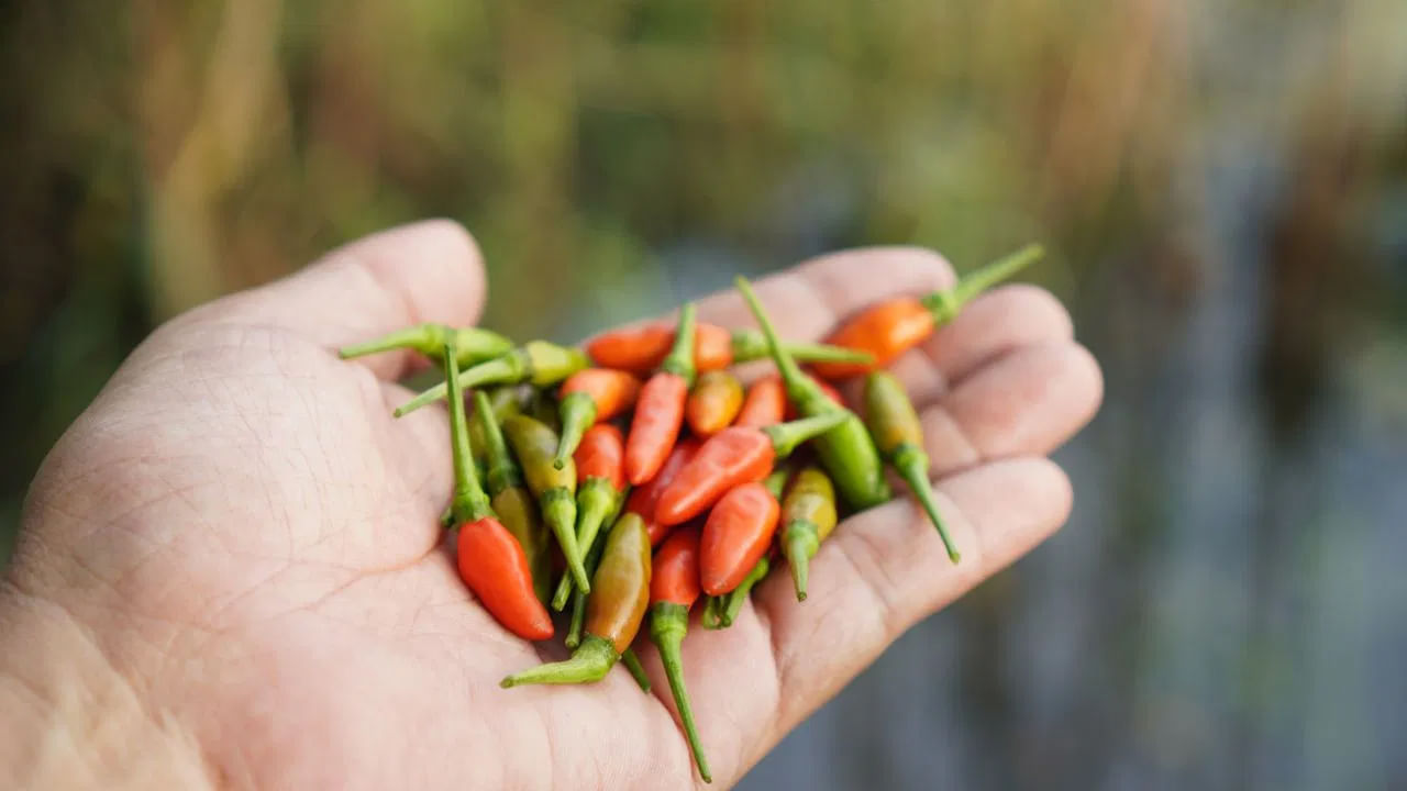 ఇది రక్తపోటును నియంత్రించడంలో, గుండె ఆరోగ్యాన్ని కాపాడుకోవడానికి సహాయపడుతుంది. బరువు పెరగడం, ఊబకాయం సమస్యలను నివారిస్తుంది. అంతేకాకుండా ఇది రోగనిరోధక శక్తిని పెంచుతుంది, క్రిములకు వ్యతిరేకంగా పోరాడుతుంది.