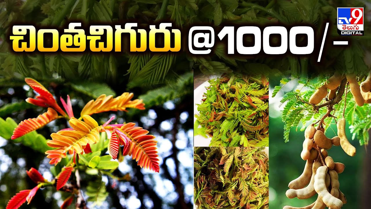 సామాన్యులకు చిక్కనంటున్న చింతచిగురు.. @1000/-