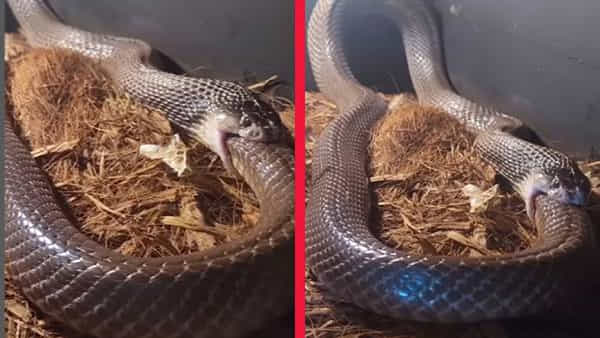 Viral Video: ఓరి దేవుడో.. ఈ నాగుపాము ఏందిరా సామి.. తనను తానే మింగేస్తుంది..
