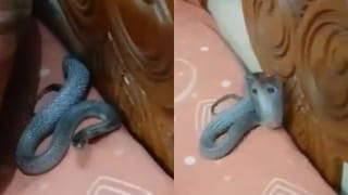 Viral Video: వీళ్లేం తల్లిదండ్రులు బాబోయ్.. ఎలిమెంటరీ స్కూల్‌లో అమ్మనాన్నల అరాచకం.. చూస్తే షాక్ అవ్వాల్సిందే..